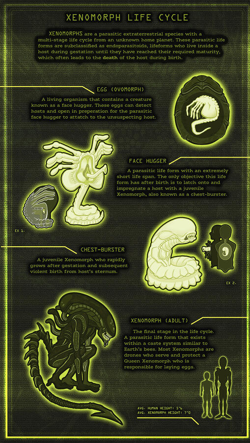 2023- Editorial Design Infographic project showcasing the Xenomorph Life Cycle from the movie franchise, "ALIEN".